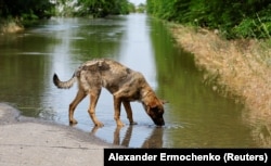 Собака пьет воду на затопленной дороге в оккупированном Россией поселке Корсунка. Украина, 7 июня 2023 года