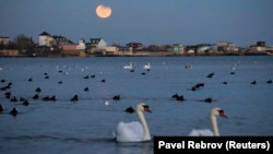 Птицы в морской воде при лунном затмении. Евпатория, 2018 год. Архивное фото