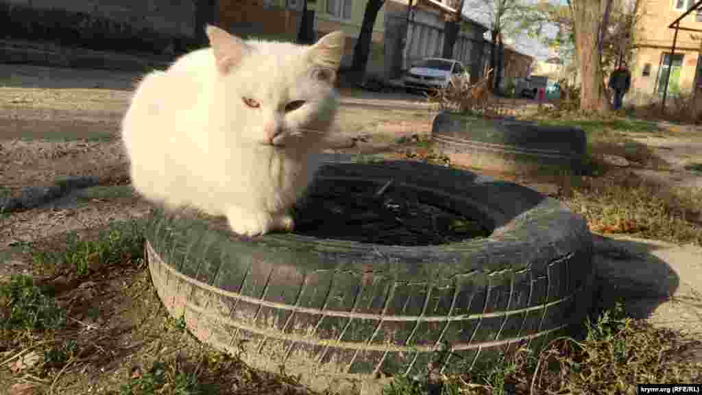 Кота можно найти по адресу: старая покрышка, Старый город, Симферополь